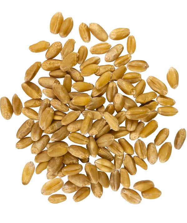 hard white wheat berries