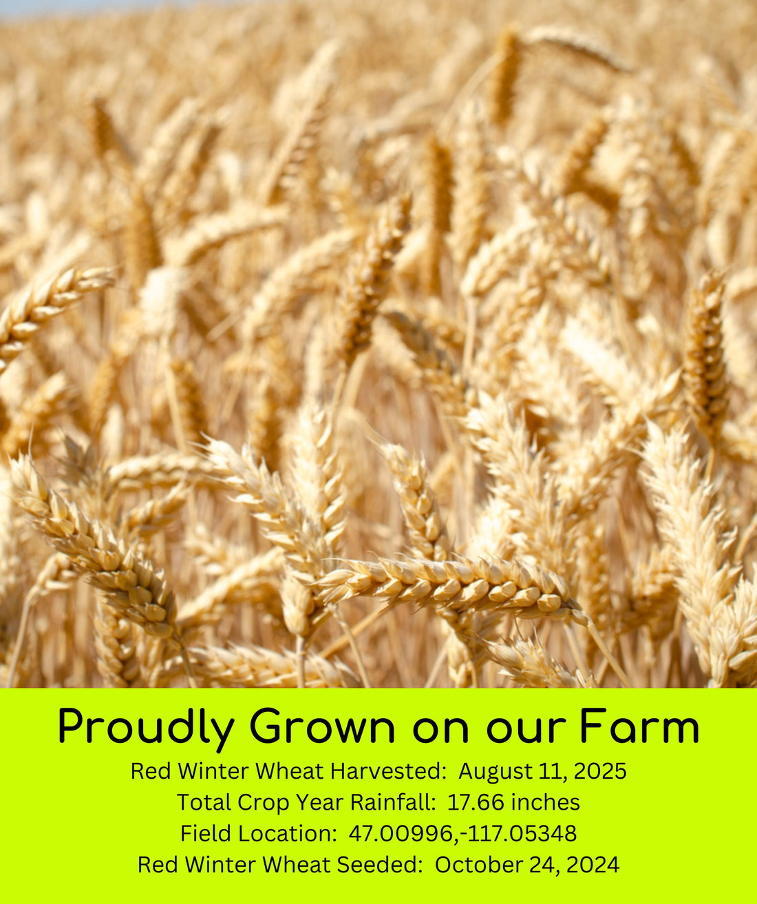 Red Winter Wheat 2025 Field Trace