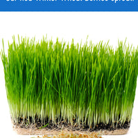 How to sprout Wheat Berries