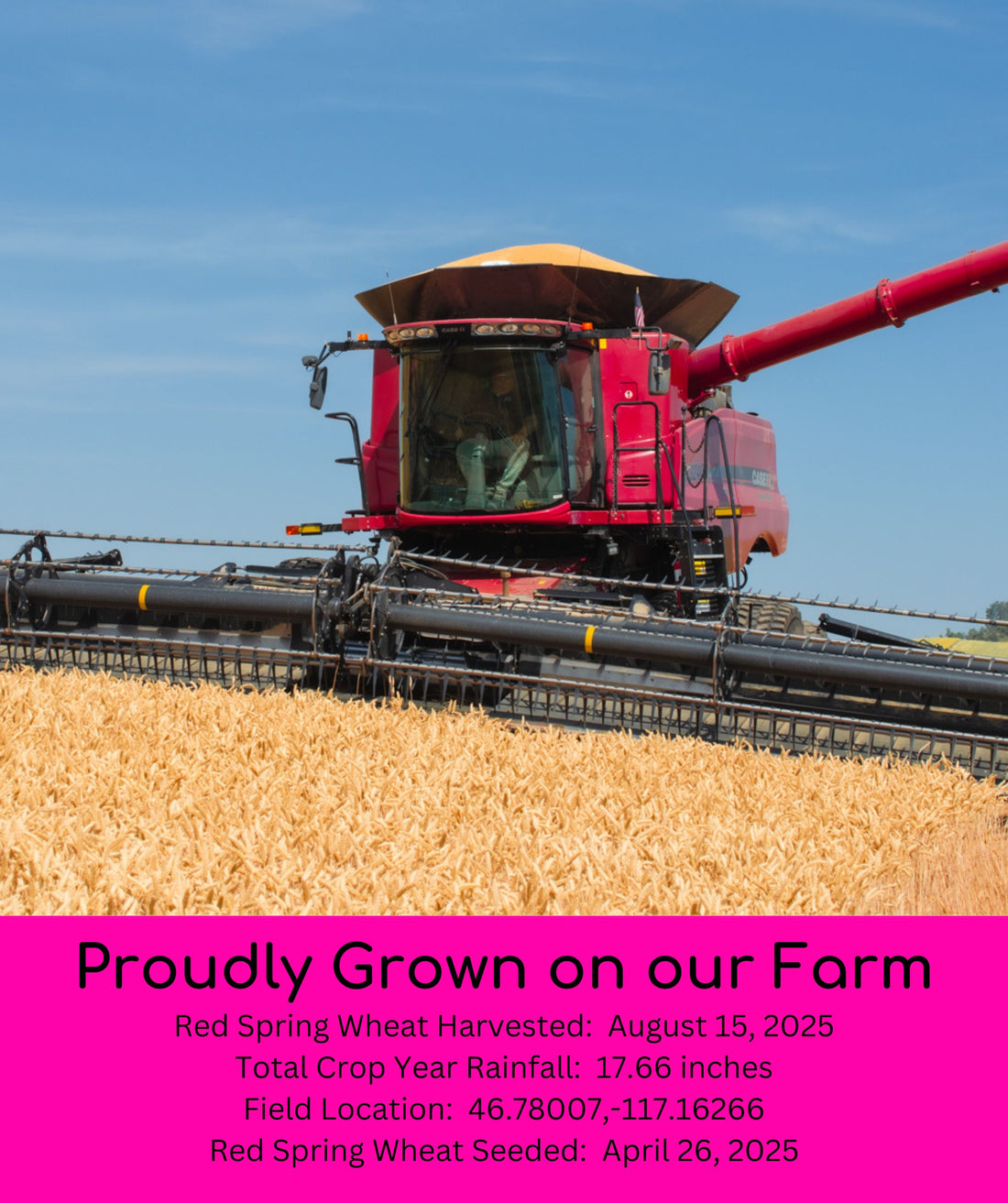 Red Spring Wheat 2025 Field Trace