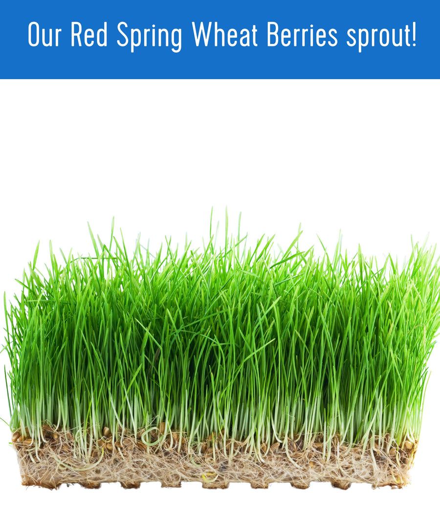 How to Sprout Wheat Berries