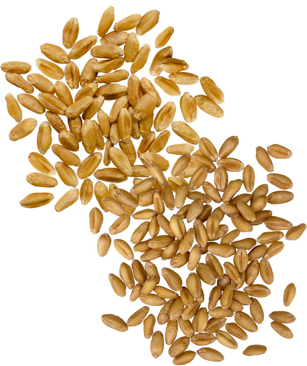 soft white wheat berries,red spring wheat berries