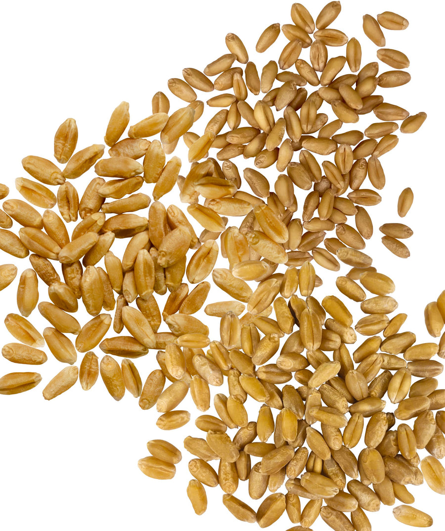 Wheat Berries Varities