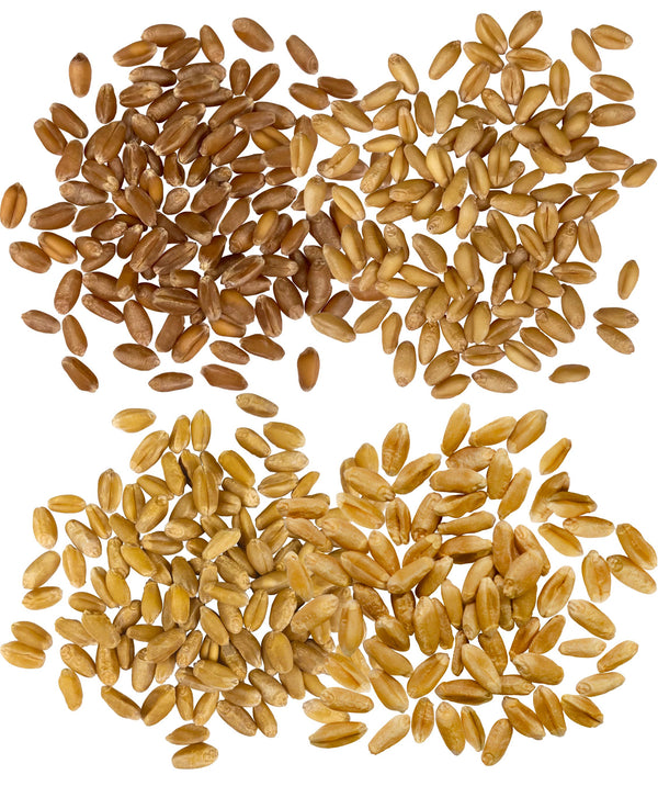 Wheat Berries Varieties