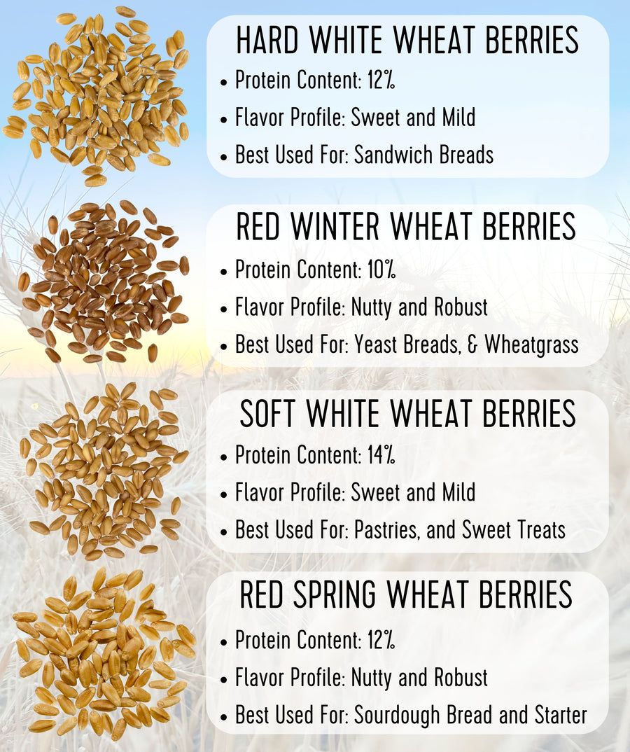 Wheat Berries Comparison