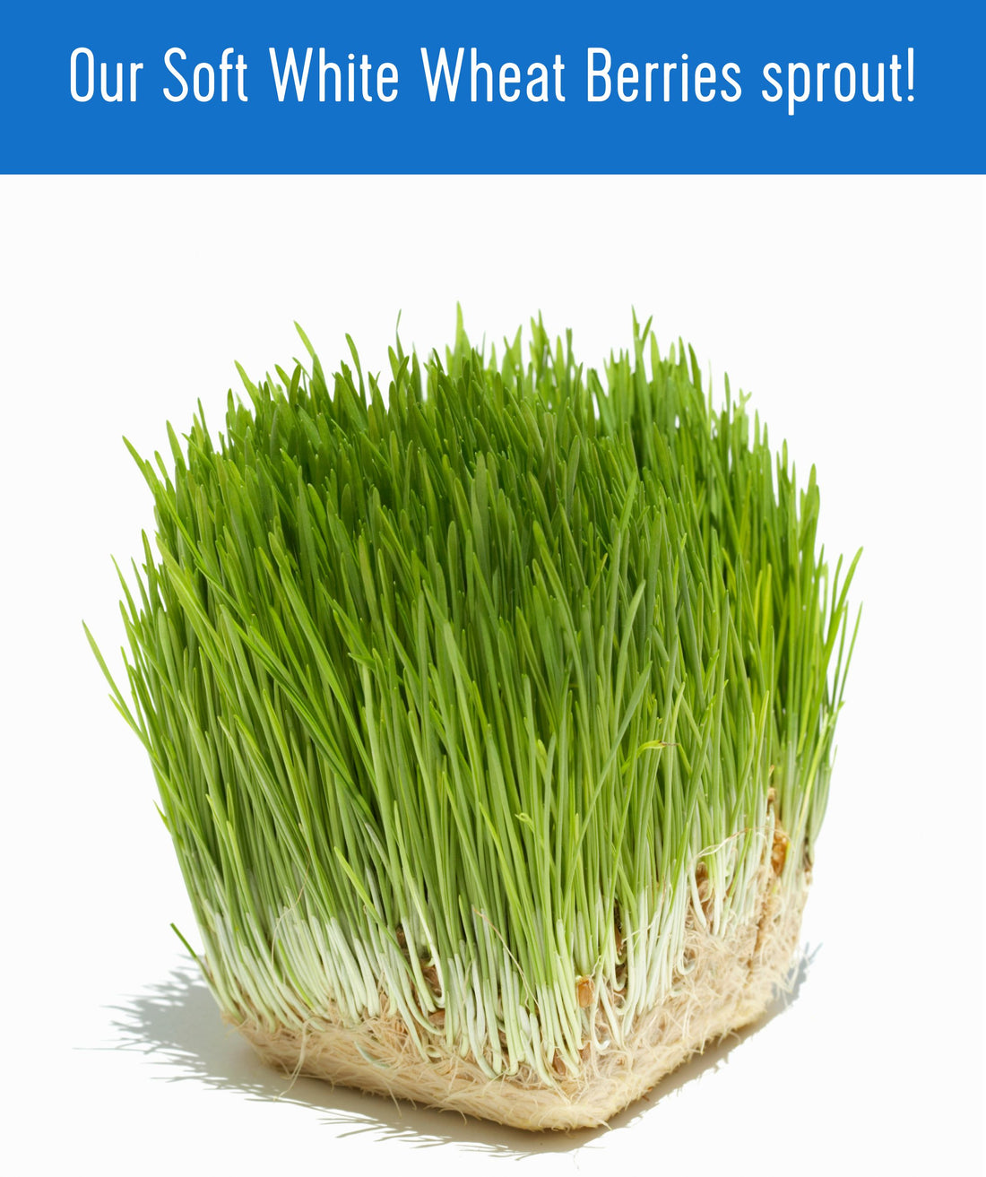 Soft White Wheat Berries Sprout