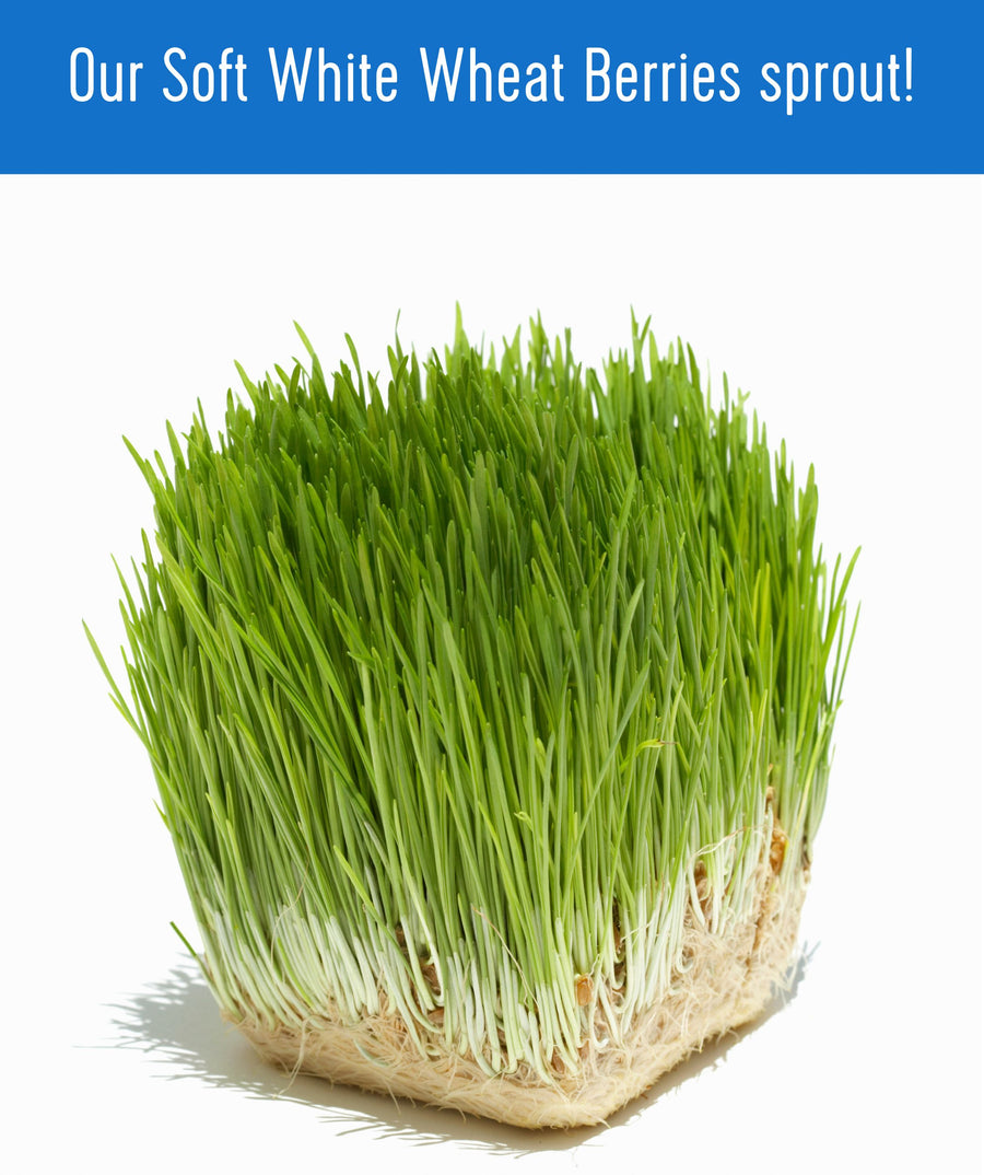 Soft White Wheat Berries Sprout