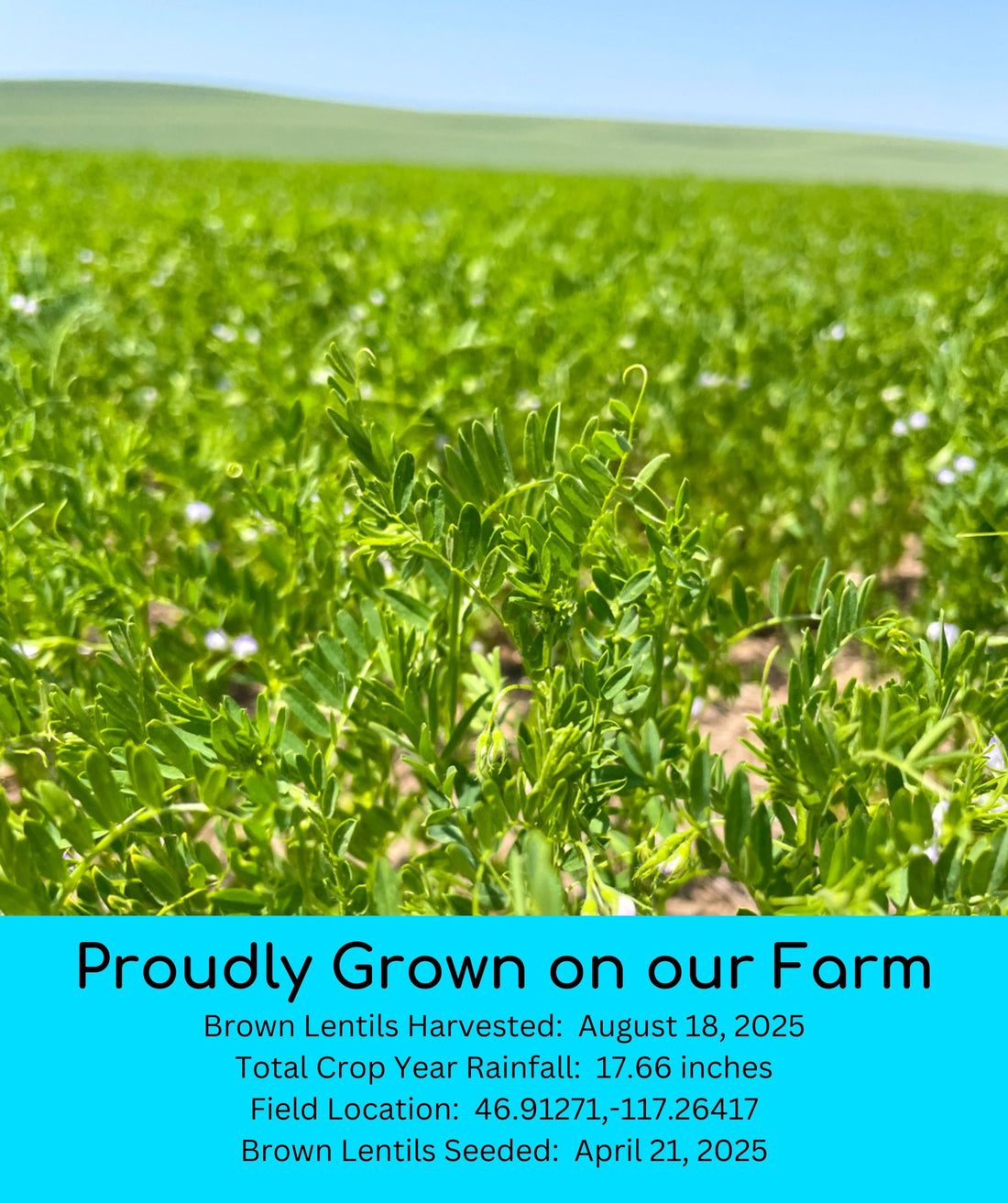 Brown Lentils 2025 Field Trace