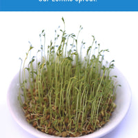 Brown Lentils Sprout
