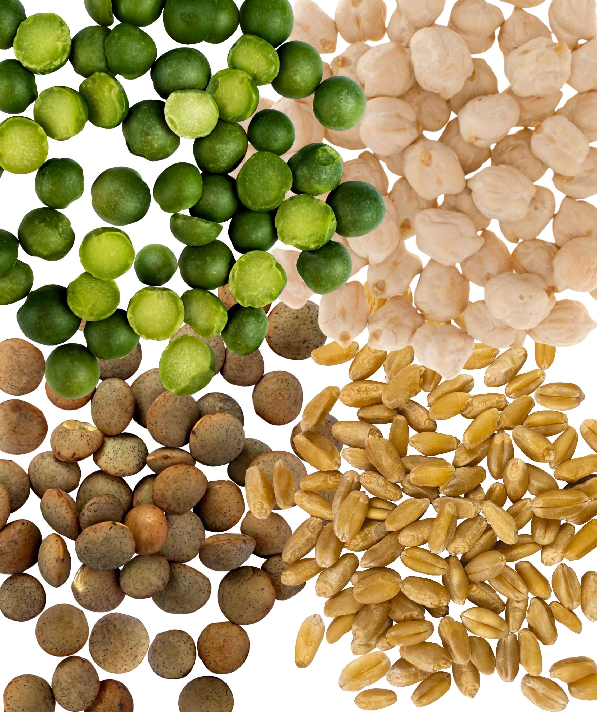 Dry Legumes,Dry Grains