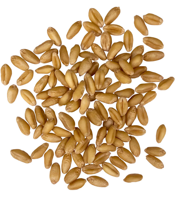 bulk soft white wheat berries