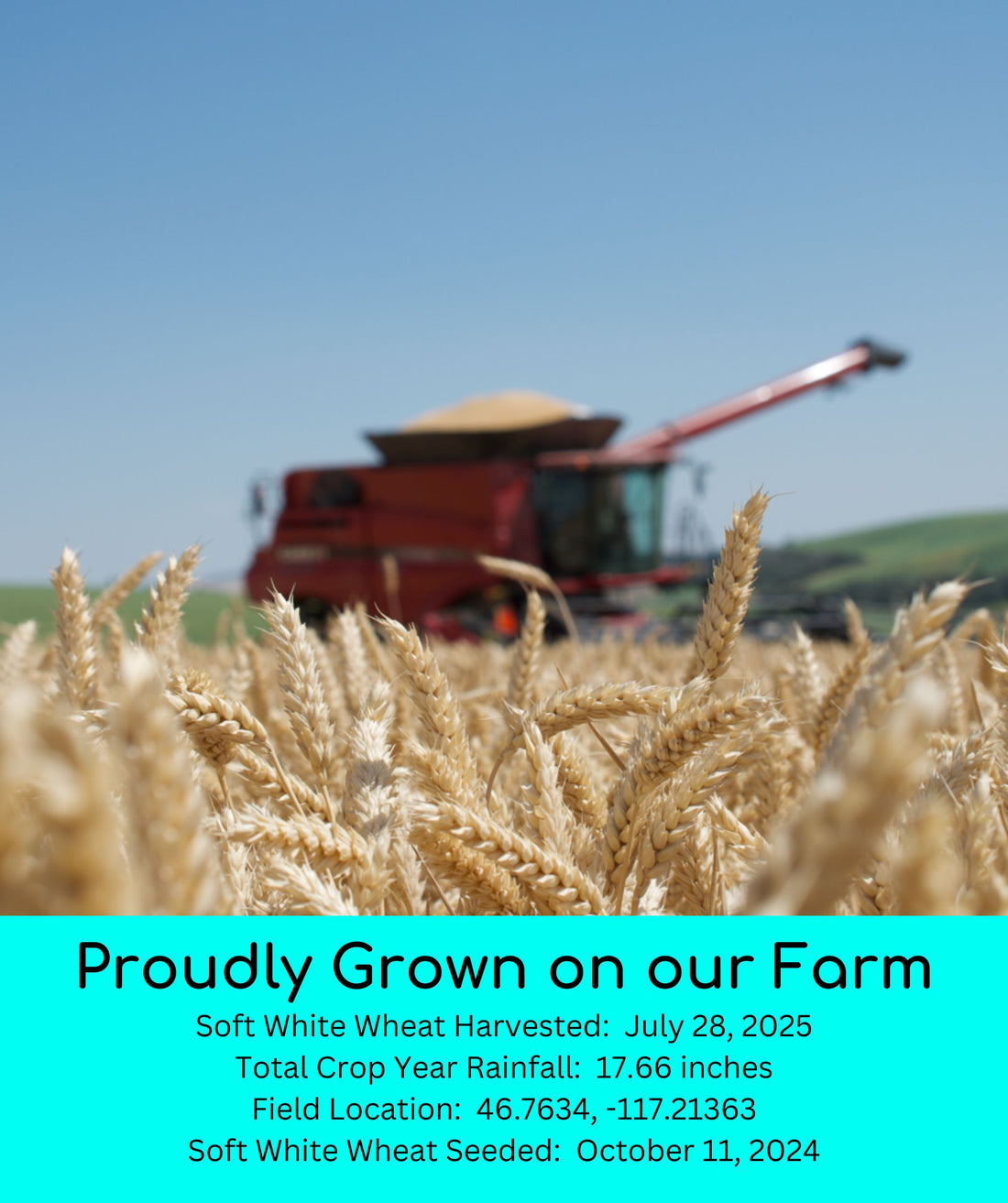 2025 soft white wheat berries field trace