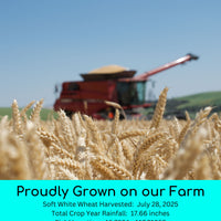 2025 soft white wheat berries field trace