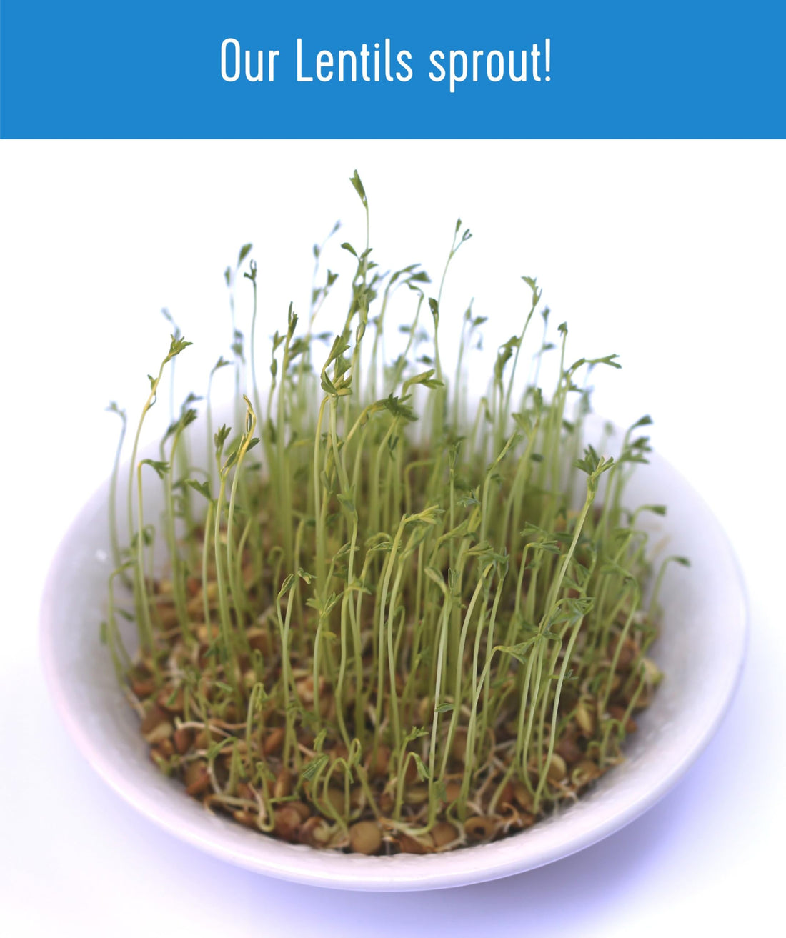 Brown Lentil Value Pack | 10 lbs