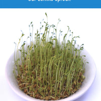 Brown Lentil Value Pack | 10 lbs