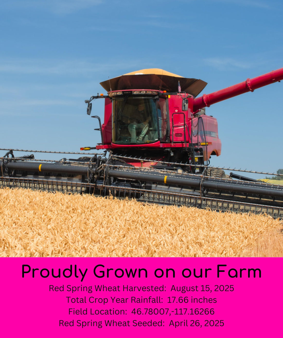 Hard Red Spring Wheat Berries | 10 lb (2 × 5 lb) | Certified Glyphosate Residue Free - Value Pack