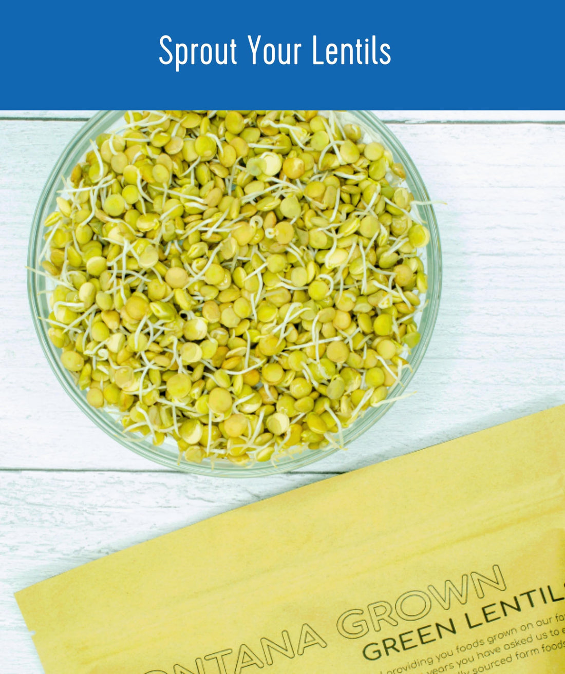 green lentils sprout