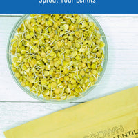 green lentils sprout
