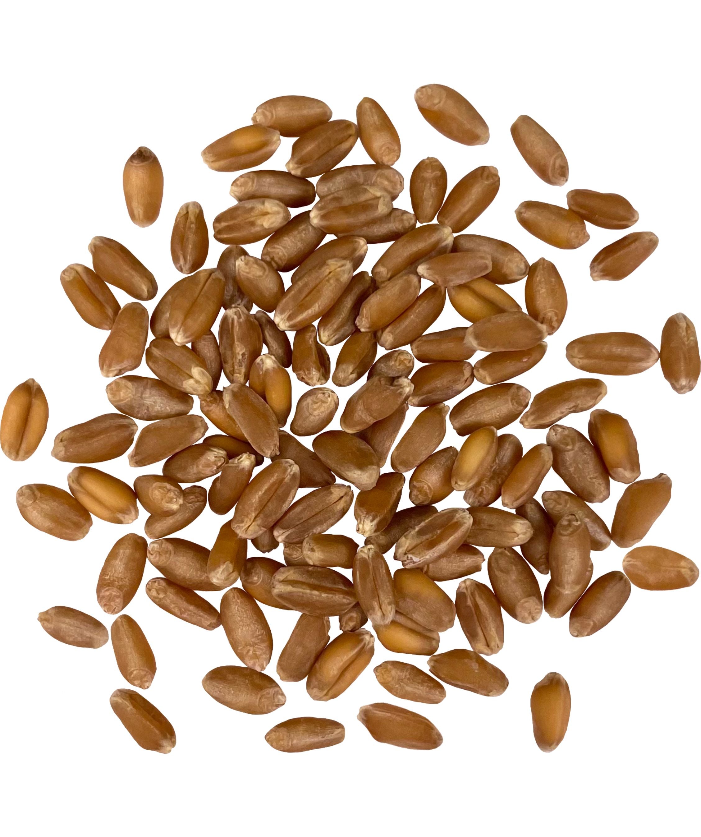 red winter wheat berries