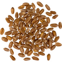 red winter wheat berries