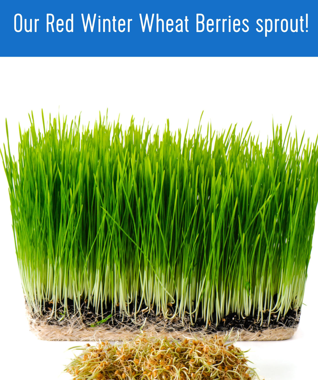 red winter wheat berries wheatgrass