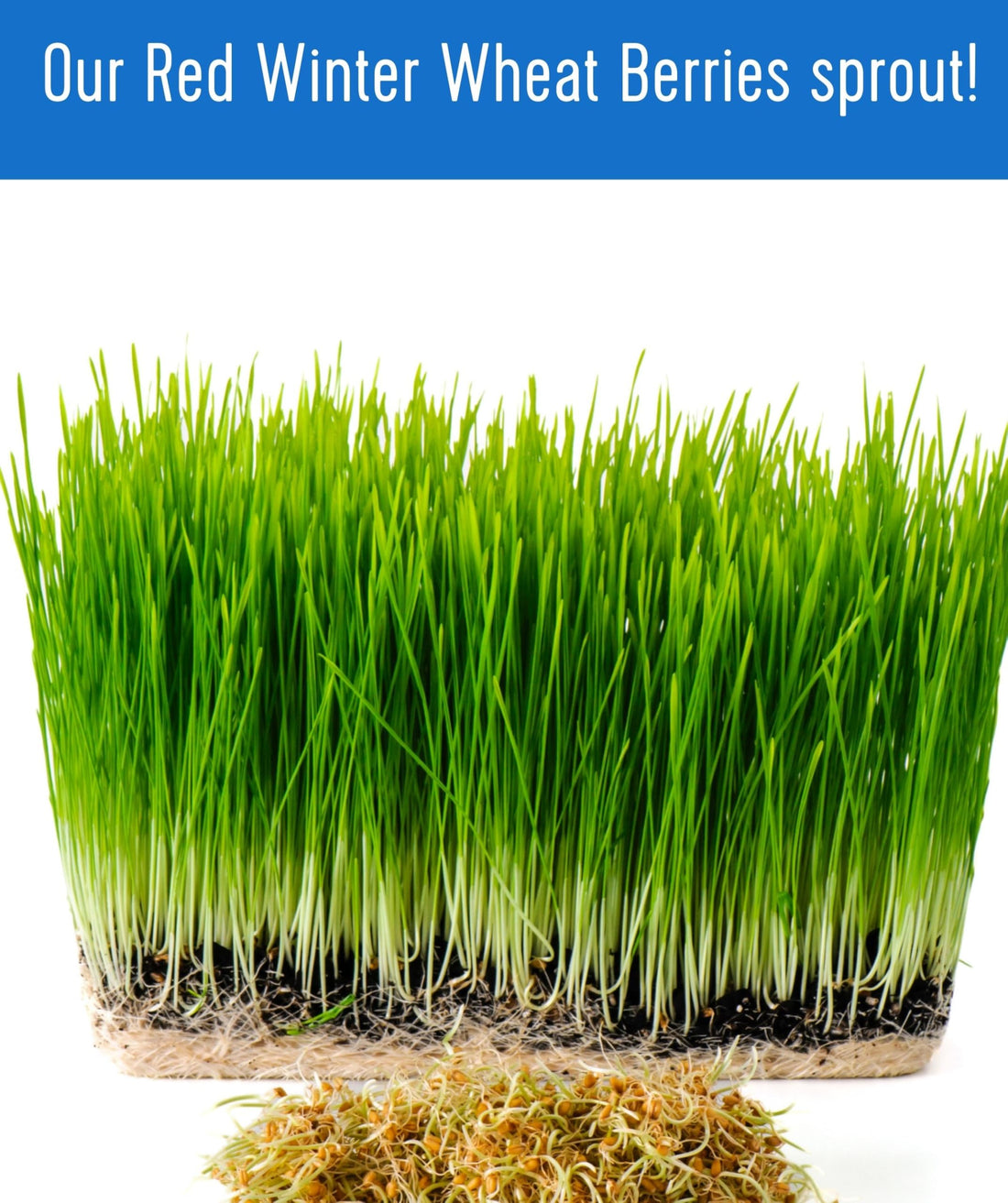 Hard Red Winter Wheat Berries | 36 LBS ( 18 LB x 2) | Certified Glyphosate Residue Free - Value Pack