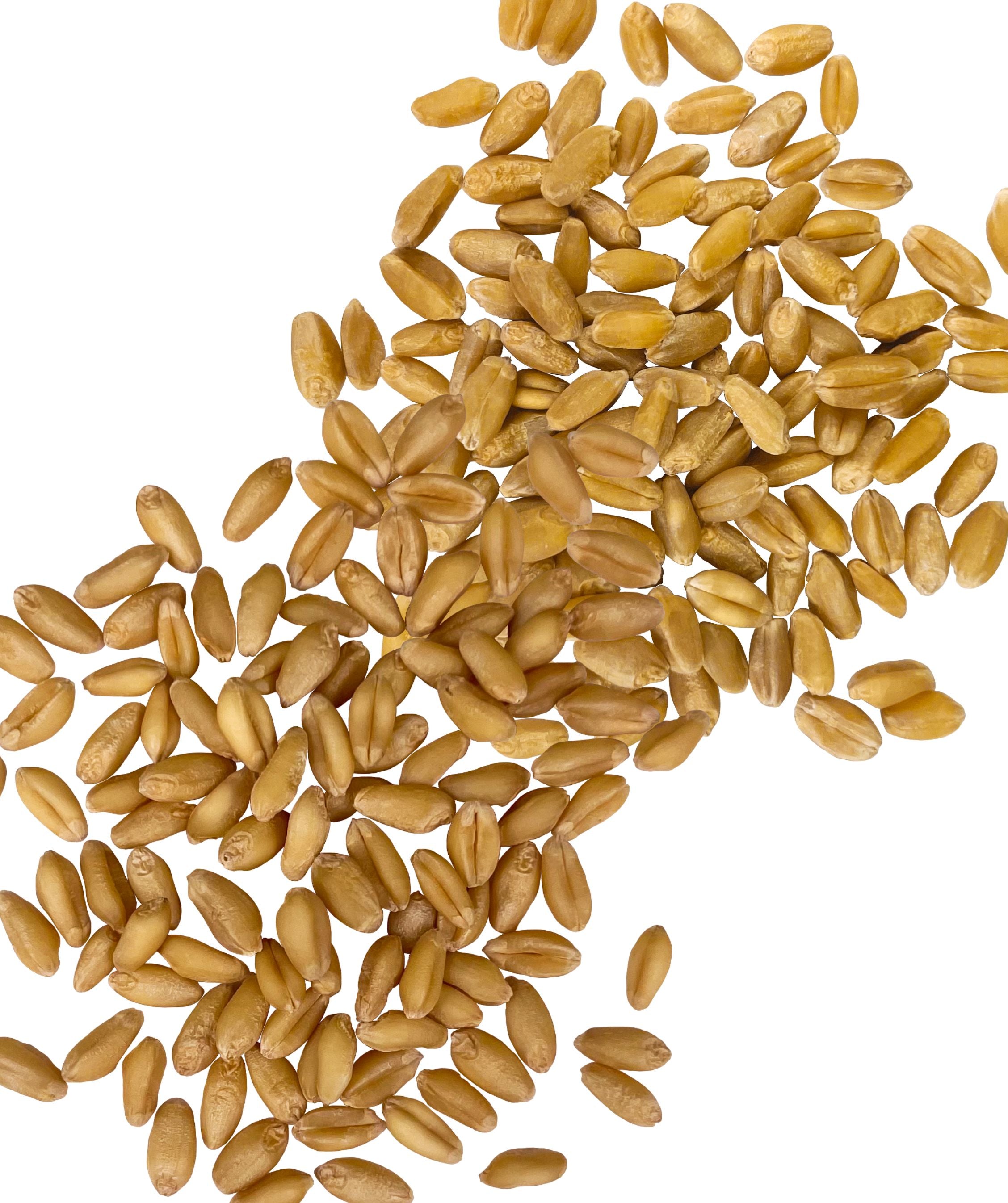 White Wheat Berries Bulk