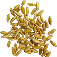 Durum Wheat Berries