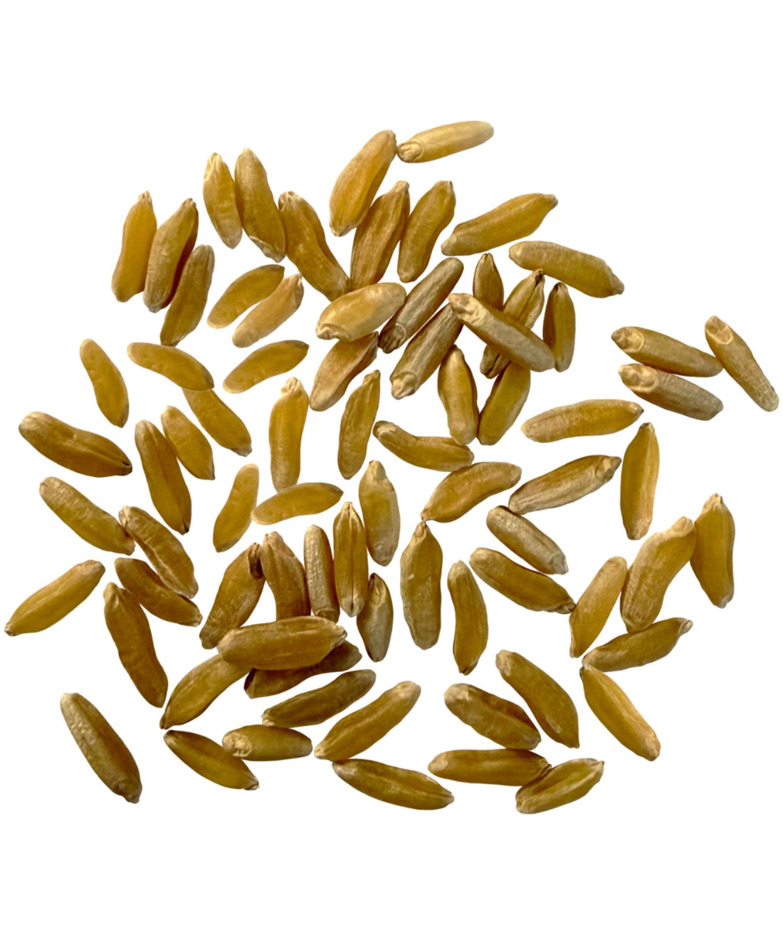 Khorasan Wheat Berries