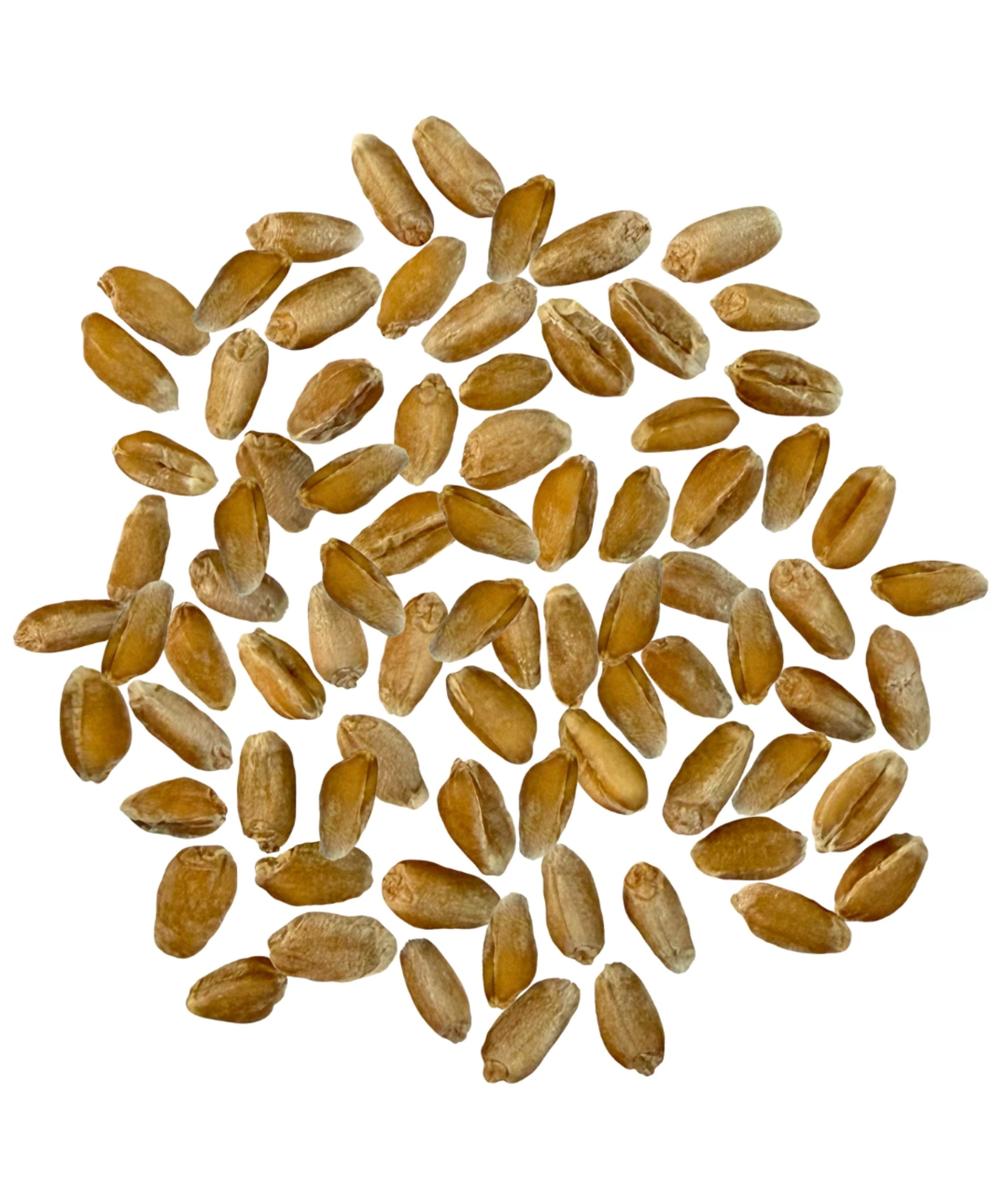 Spelt Berries