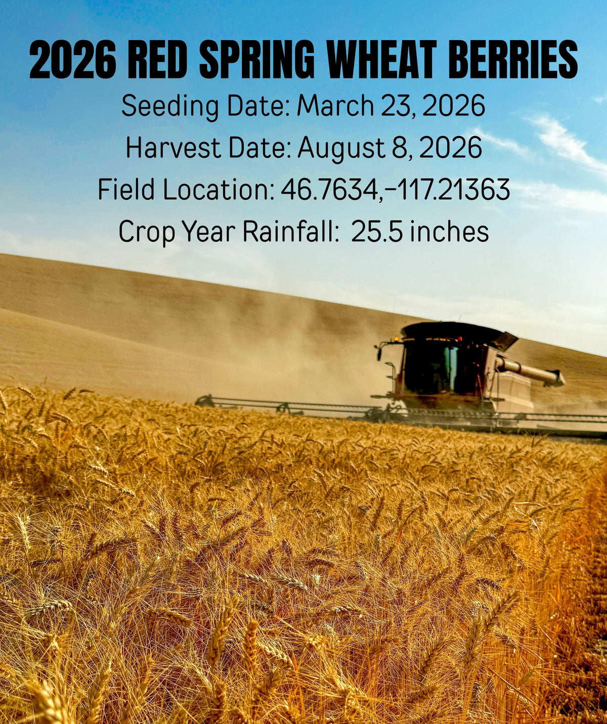 2026 red spring wheat berries field location