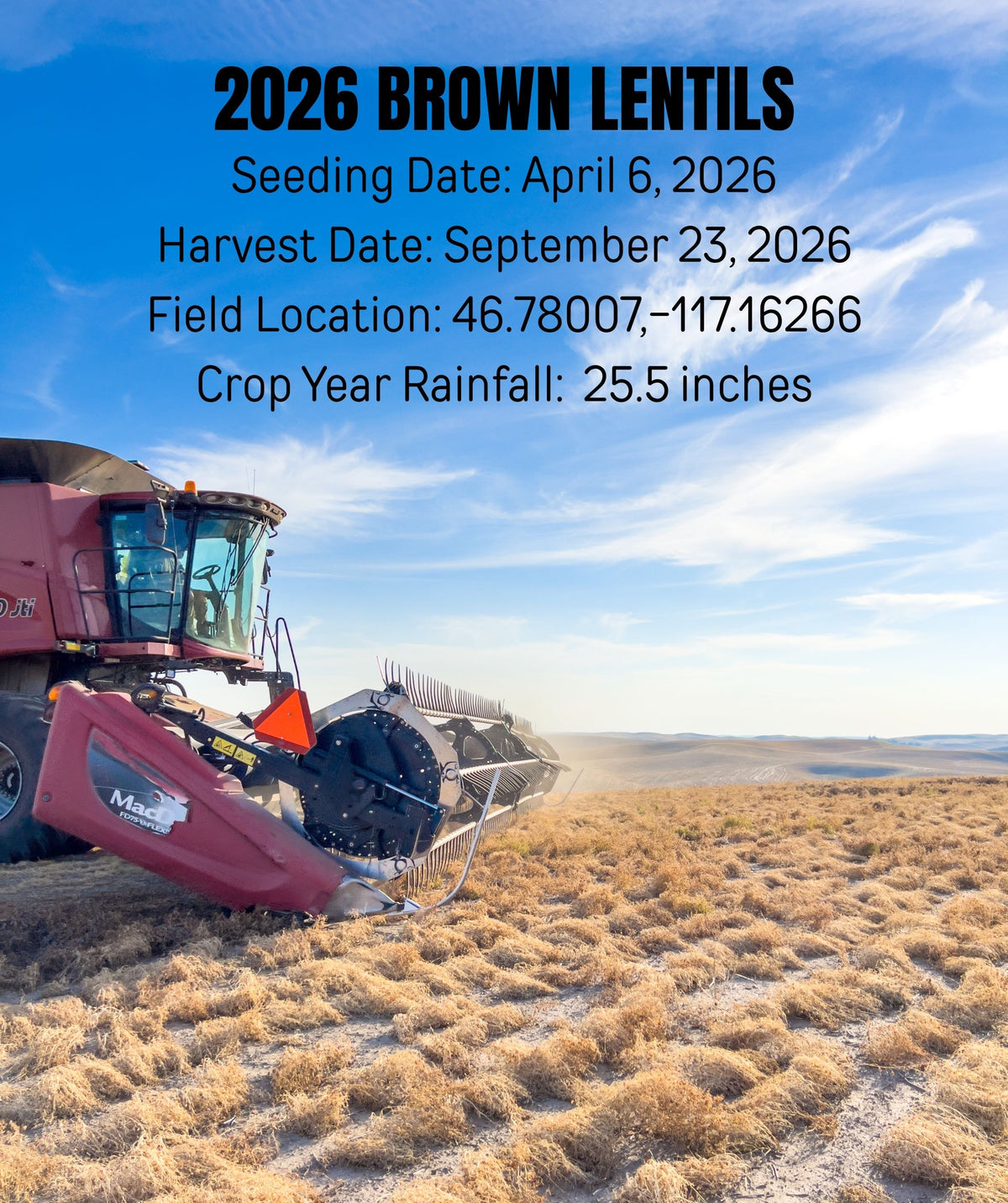 2026 brown lentil harvest
