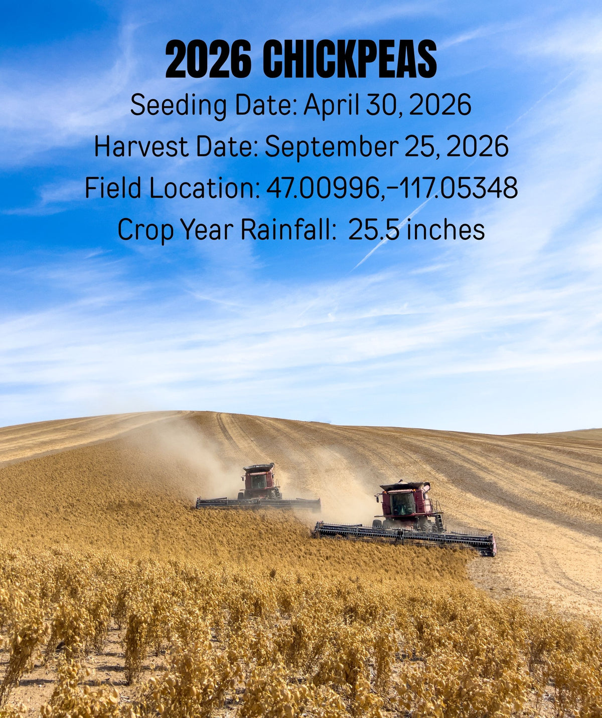 2026 chickpea harvest
