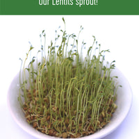 Brown Lentils Sprout