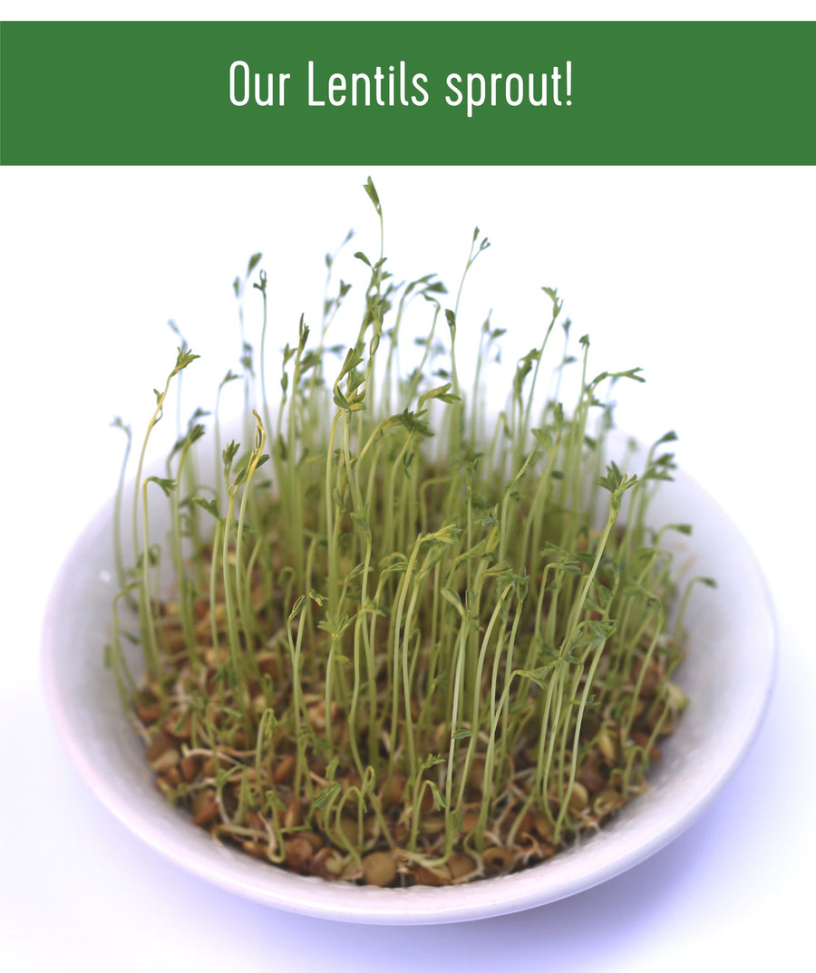 Brown Lentils Sprout