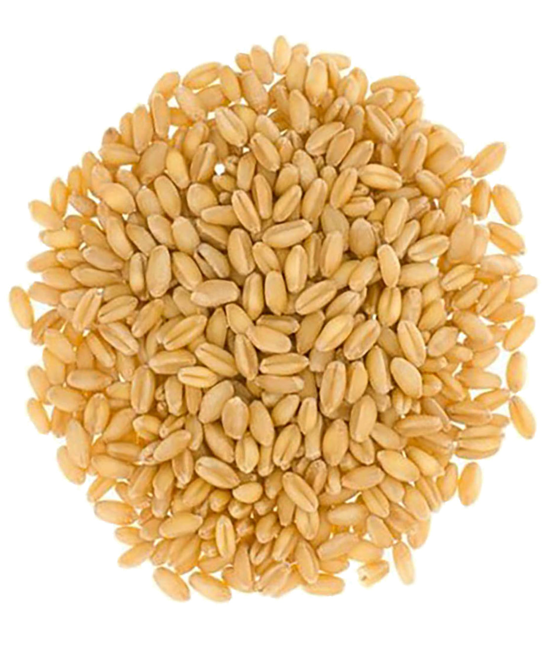 Hard White Wheat Berries