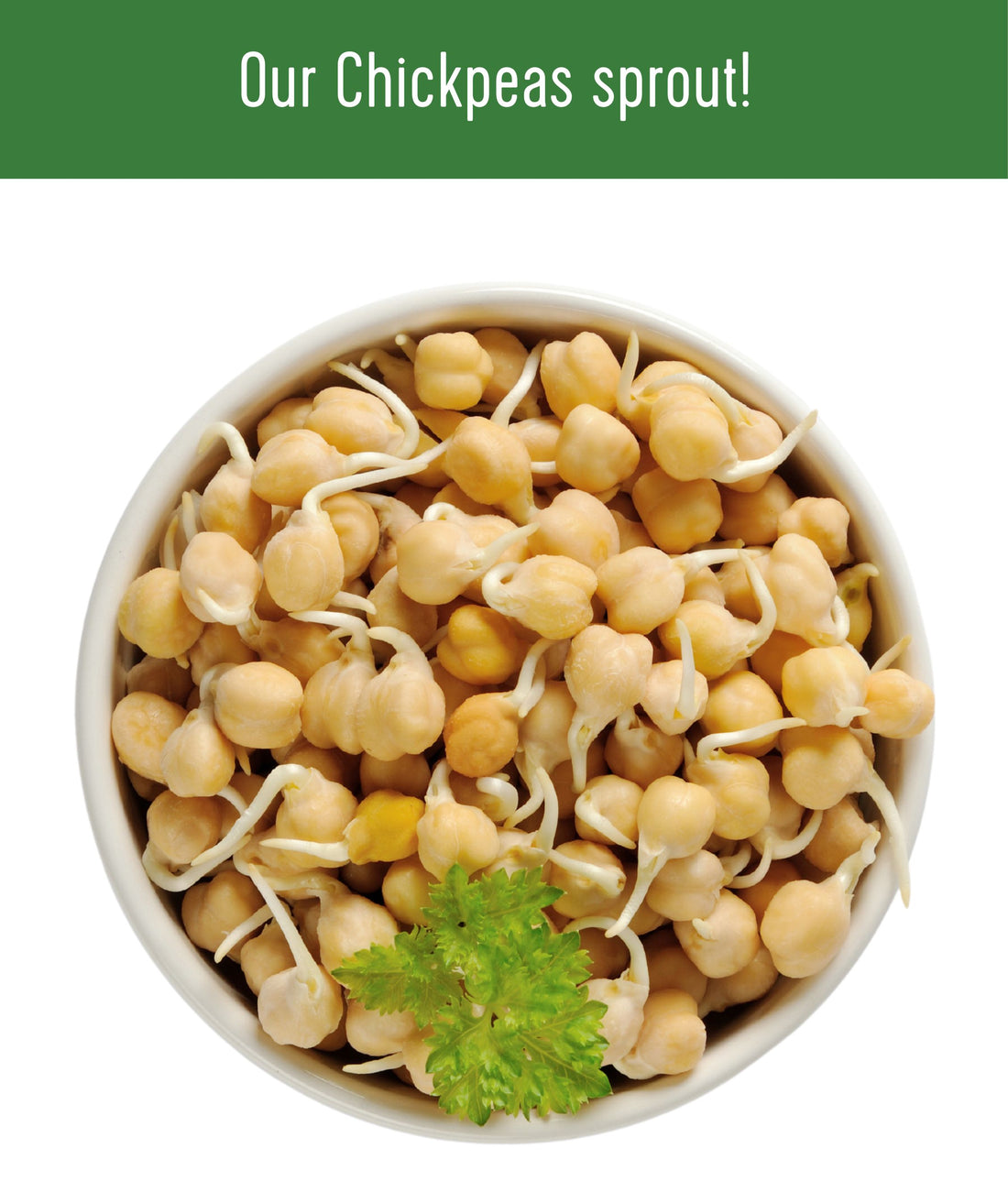 Chickpea Sprouting