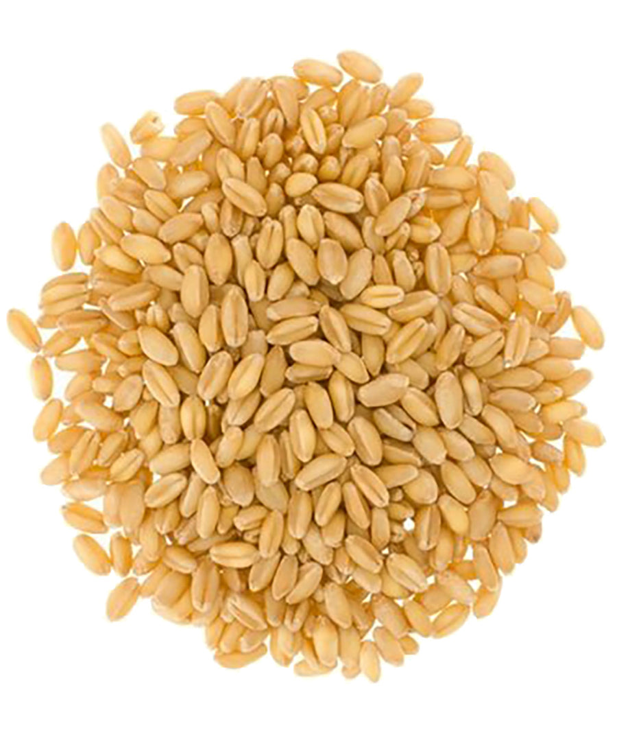 white wheat berries