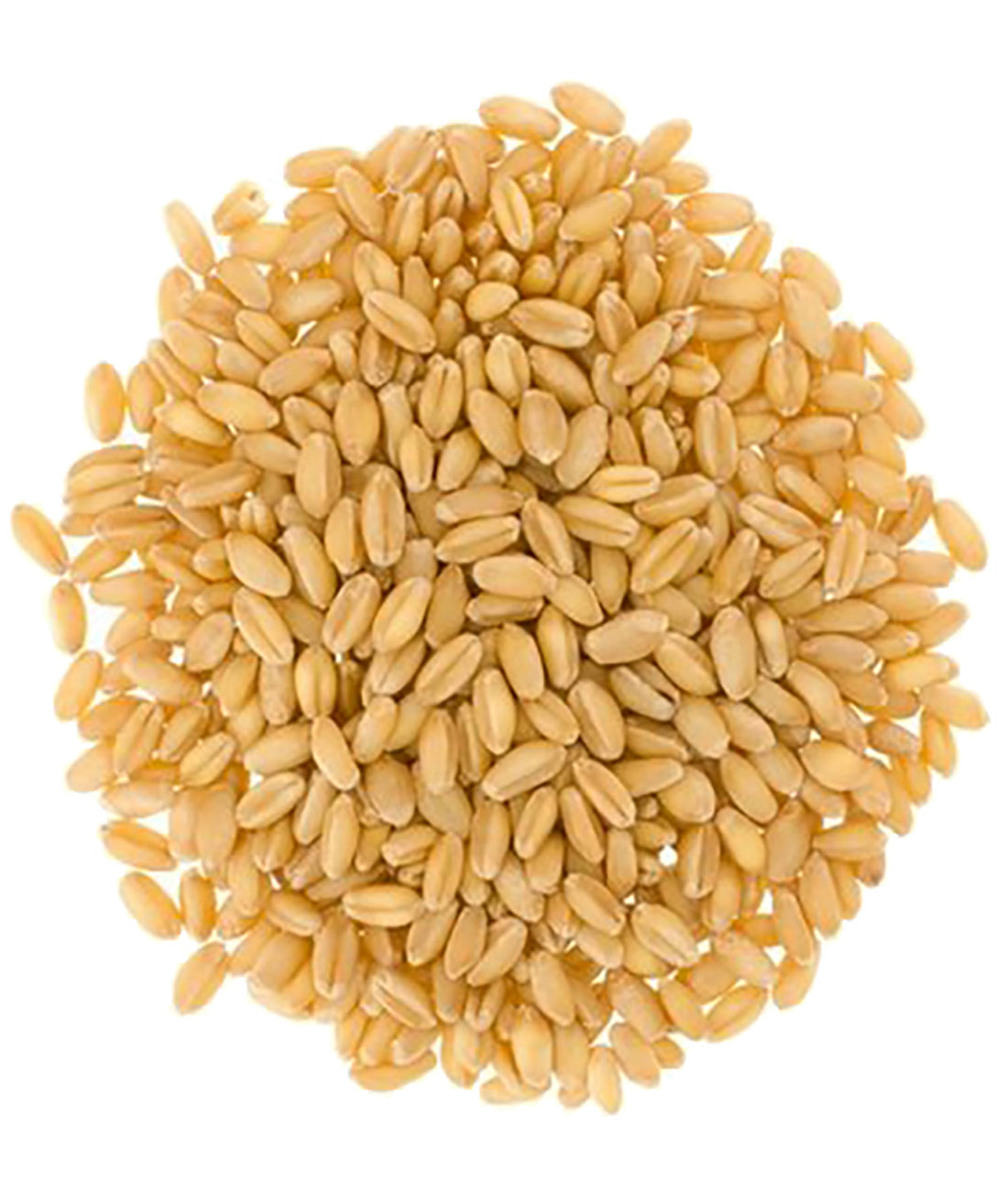 white wheat berries