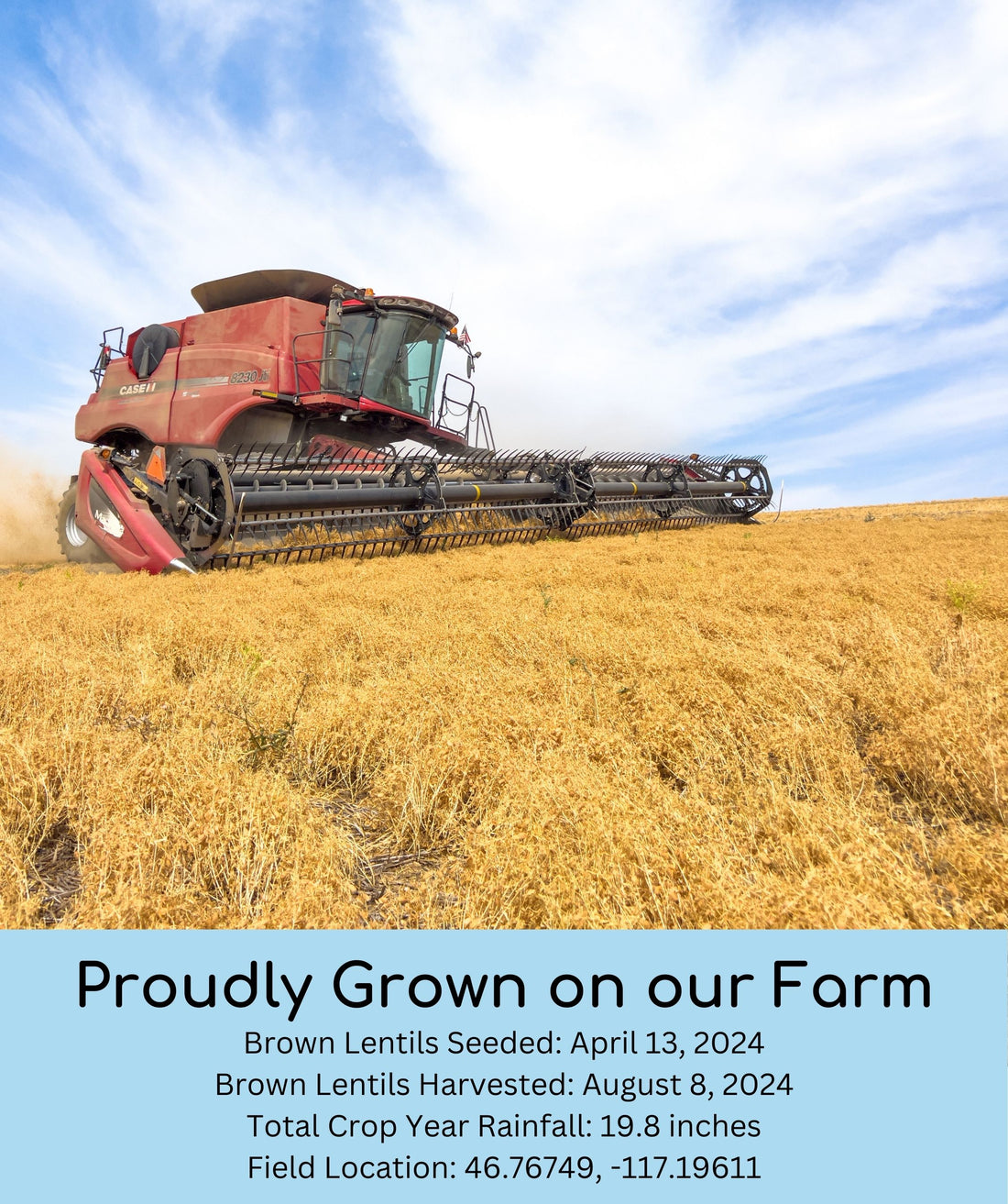 Brown Lentil Harvest