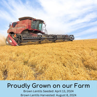 Brown Lentil Harvest