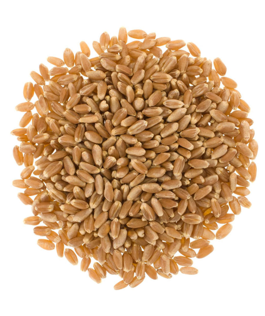 Hard Red Winter Wheat | 1 LB