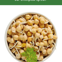 Chickpea Sprouting