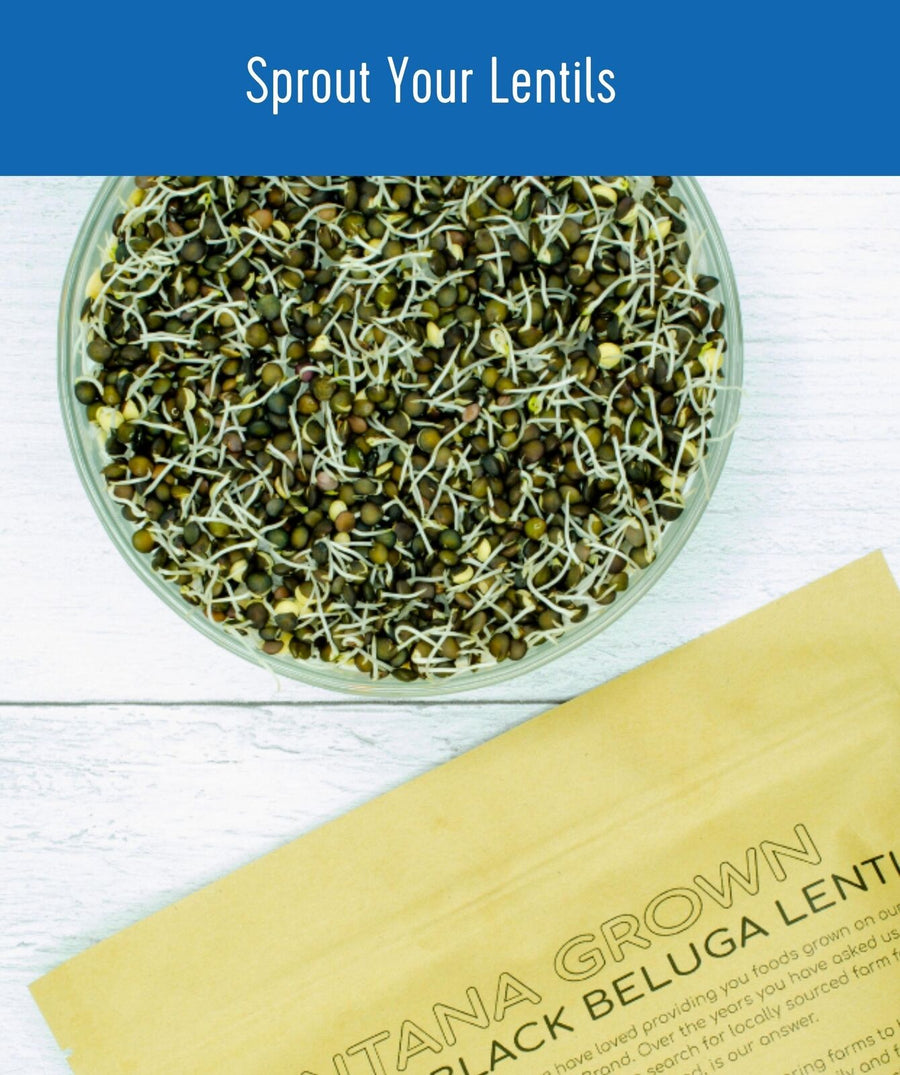 Sprout Beluga Lentils