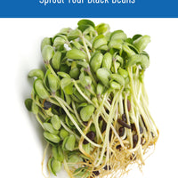 How to sprout black beans