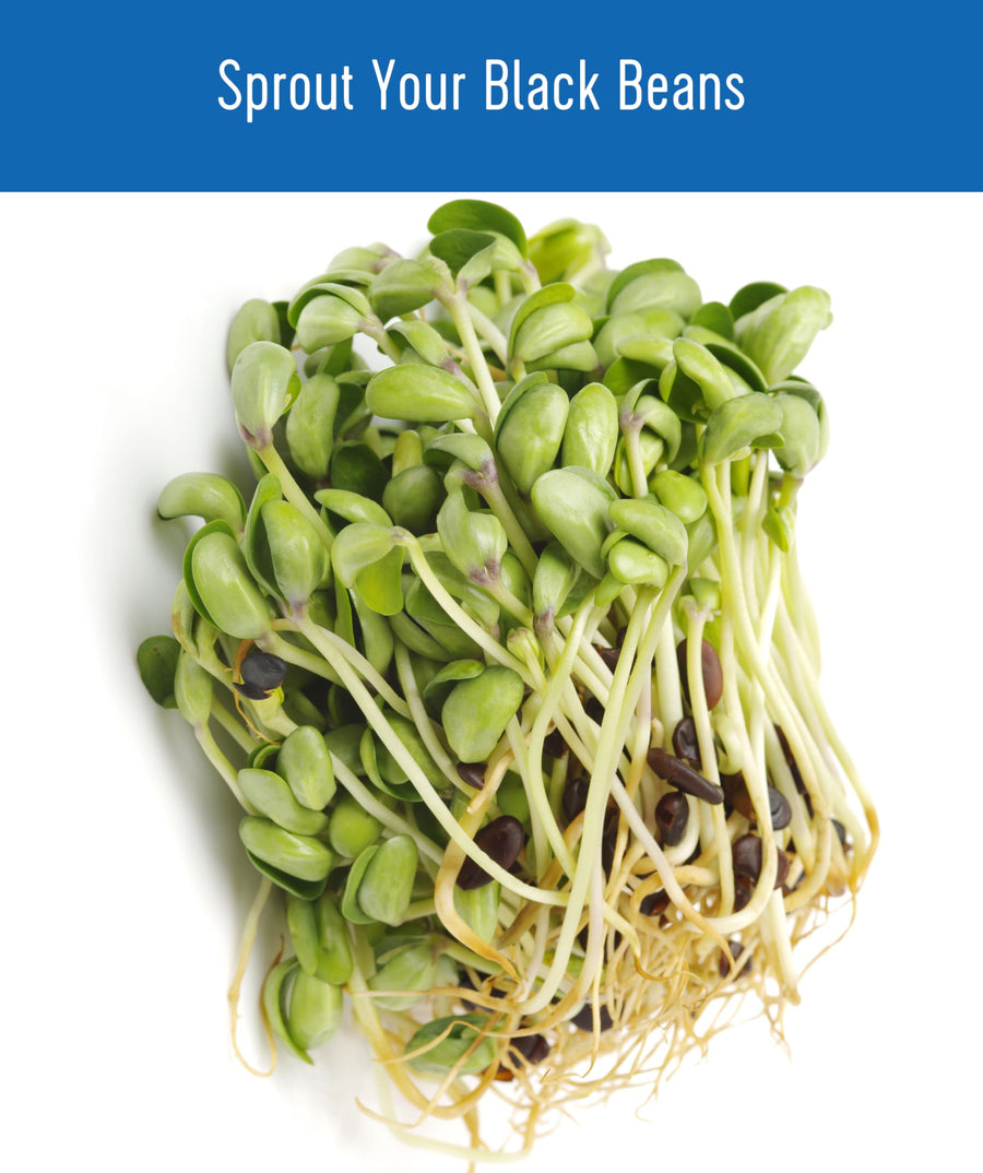 How to sprout black beans