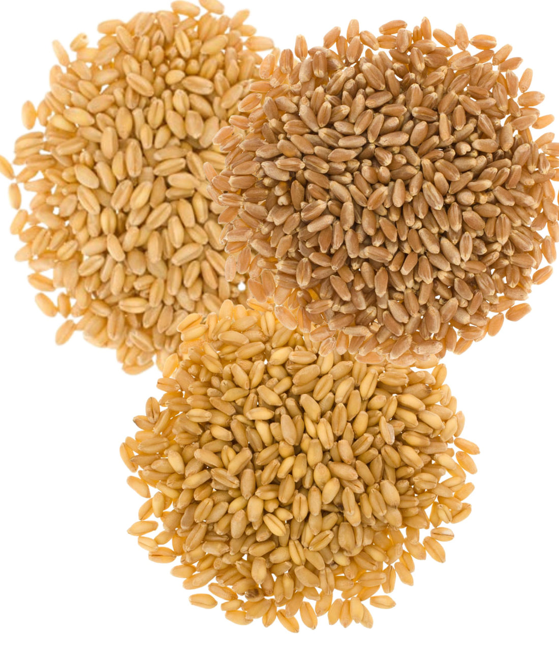 Bulk Wheat Berries