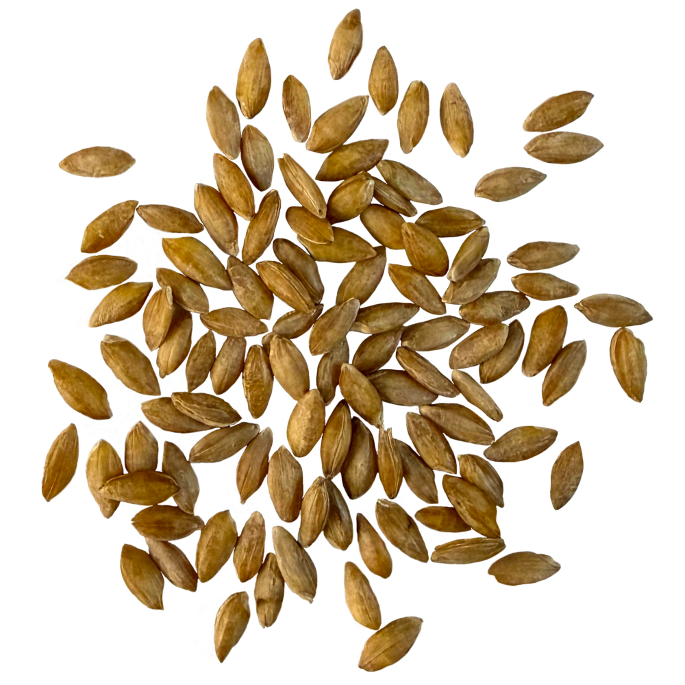 einkorn berries