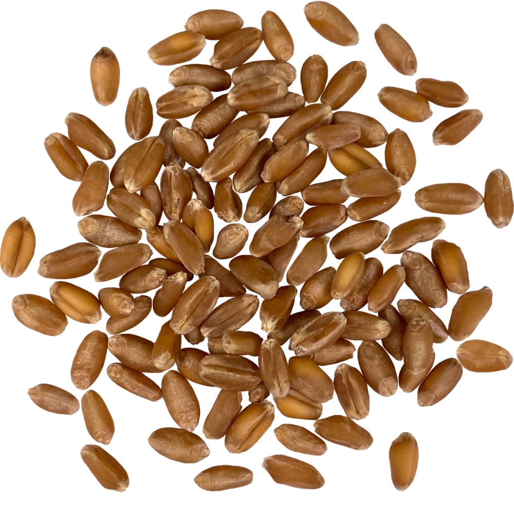 hard red winter wheat berries