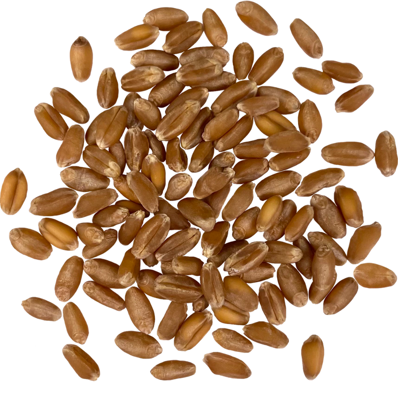 Hard Red Winter Wheat Berries | Certified Glyphosate Residue Free